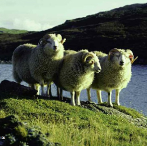 Shetland(ｼｪｯﾄﾗﾝﾄﾞ)