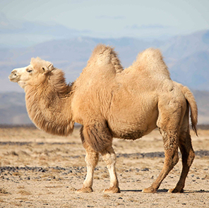 Camel(ｷｬﾒﾙ)
