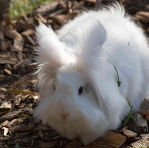 Angora(ｱﾝｺﾞﾗ)